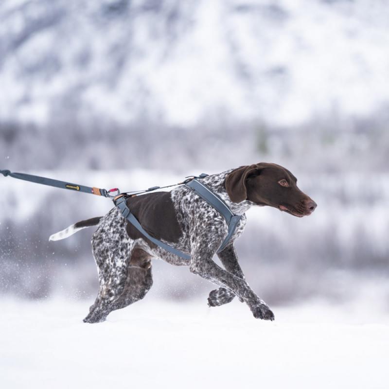 Seleverkstedet Trekreg Harness hundesele - Bilde 4
